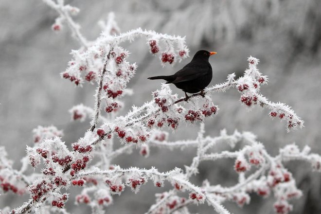 Posebno vrednost za ptičji svet imajo grmi, žive meje in drevesa z drobnimi plodovi, ki se ohranijo čez zimo.

FOTO: Coolr/Shutterstock