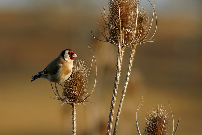 Lišček na suhi navadni ščetici, ki je zelo zdravilna rastlina.

FOTO: Rui Manuel Teles Gomes/Shutterstock