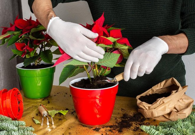 Rastlino lahko presadimo v večji lonček. FOTO: Pundapanda/Shutterstock