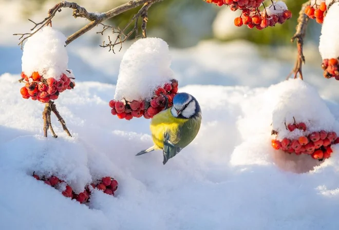 Če imamo na vrtu grmiček s plodovi, bodo ptice rade prišle v goste. FOTO: Igor Klyakhin/Shutterstock