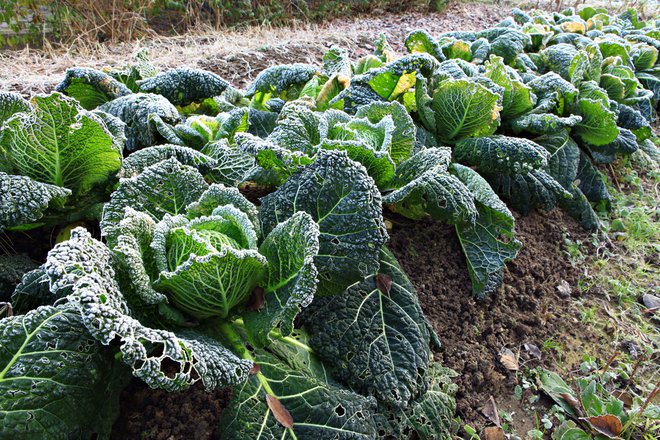 Pomrznjen ohrovt ima zelo dober, slajši okus.

FOTO: JurateBuiviene/Shutterstock