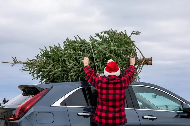 Z nakupom domače smrečice podpremo tudi domače gojitelje. FOTO: Sockagphoto/ Shutterstock