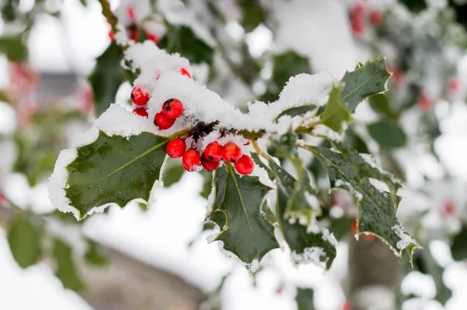 Rdeče jagode in bodikavo listje so lep zimski okras.
Foto: Sebilense/Shutterstock