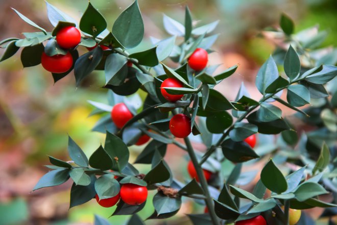 Bodeča lobodika bo dobro uspevala v vseh vrstah tal, le odcedna morajo biti. Foto: Kanphotoss/Shutterstock