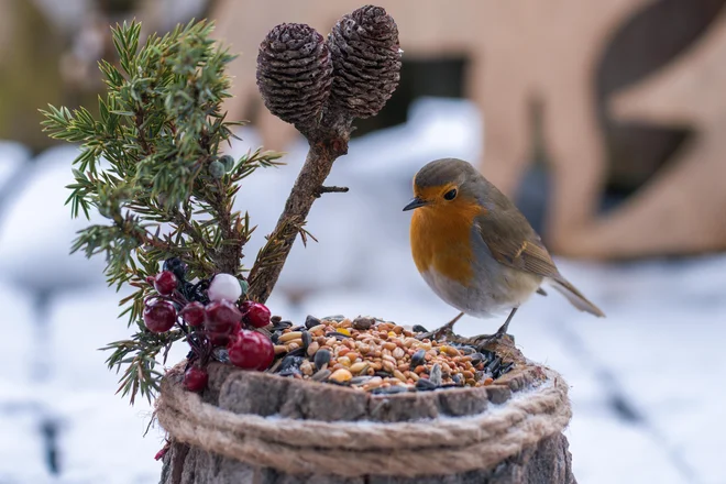 Pozimi ne pozabimo na ptice, ki so v sezoni naše pomočnice v boju proti žuželkam. FOTO: Chamois huntress/Shutterstock