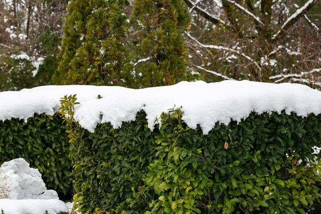 Takšna snežna obtežitev lahko zimzeleno živo mejo poleže, zato jo sproti otresamo. FOTO: Foto AnnaNel/Shutterstock