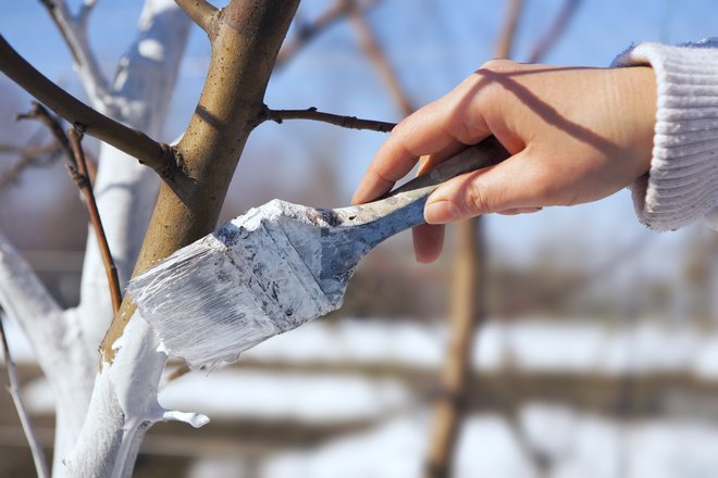 Z beljenjem lubja pomagamo preprečiti poškodbe zaradi nenadnih temperaturnih sprememb. FOTO: Konstanttin/Shutterstock