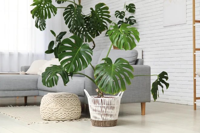 Monstera je rastlina s prepoznavnimi narezanimi listi, ki v nekaj letih iz majhne in ljubke rastline postane prava velikanka. Foto Pixel-shot/Shutterstock