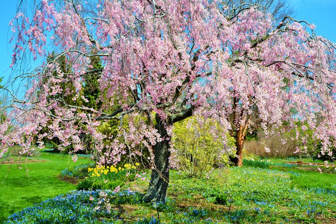 Povešava češnja s kaskadnimi vejami. Foto Bonnie Donovan/Shutterstock