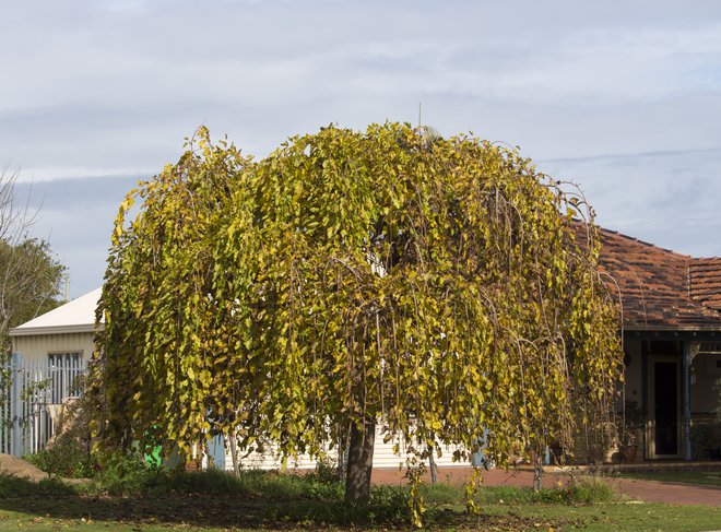 Povešava murva. Foto: Bonnie Donovan/Shutterstock