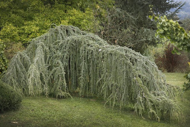 Povešena siva atlaška cedra v arboretumu Rudolfa Brezavščka v Ročinju. Foto Leon Vidic