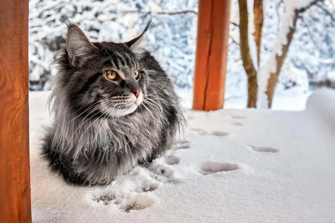 Maine cooni ali sibirske mačke večinoma uživajo na snegu. Foto: Konstantin Zaykov/ Shutterstock