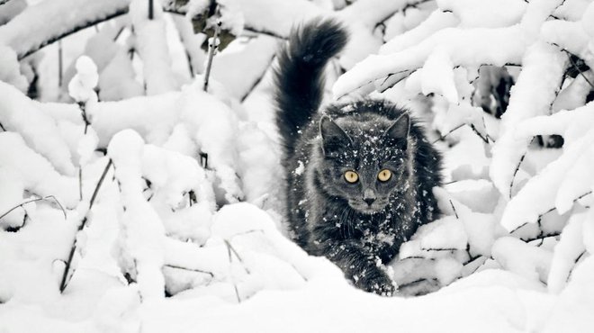 Mačja dlaka poskrbi za prilagoditev nizkim temperaturam in ohranjanju telesne toplote. Foto: Yashsd/ Shutterstock