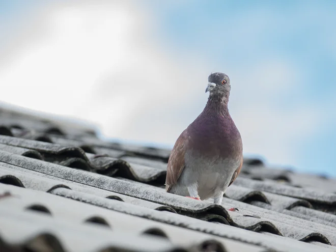 Golob na strehi predstavlja morebitno večjo pridobitev, a pot do nje je negotova in tvegana. Foto: Torychemistry/ Shutterstock