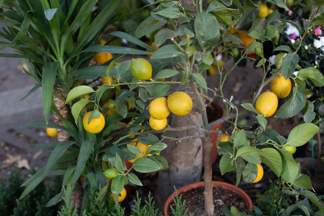 Citrusi imajo veliko sposobnost regeneracije, radi se ponovno obrastejo. Foto Nastasiia Tarandii/Shutterstock