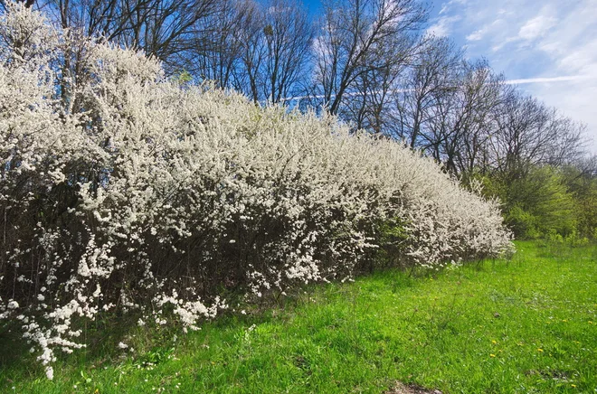 Prosto rastoča živa meja iz črnega trna je težko prehodna. Foto: Olpo/Shutterstock