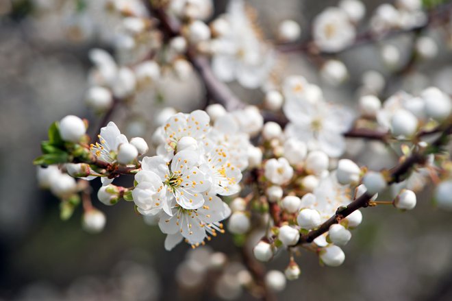 Cvetove za čaj osmukamo, preden se čisto razprejo. Foto: Oleksandr Filatov/Shutterstock