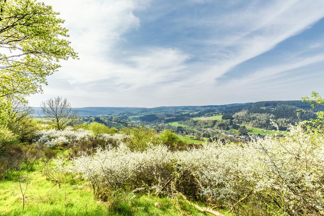 Zgodaj spomladi črni trn in odganjajoči listi drugih dreves ustvarjajo osupljive impresije. Foto: Photodigitaal.nl/Shutterstock