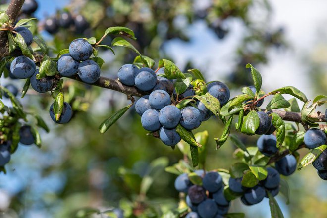 S trnuljami bogato obložene veje. Foto: Tom Meaker/Shutterstock