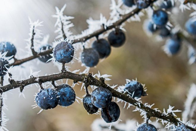 Plodovi so užitni, ko zaradi nekajkratne slane jeseni izgubijo trpkost. Foto: Bogdan Vacarciuc/Shutterstock