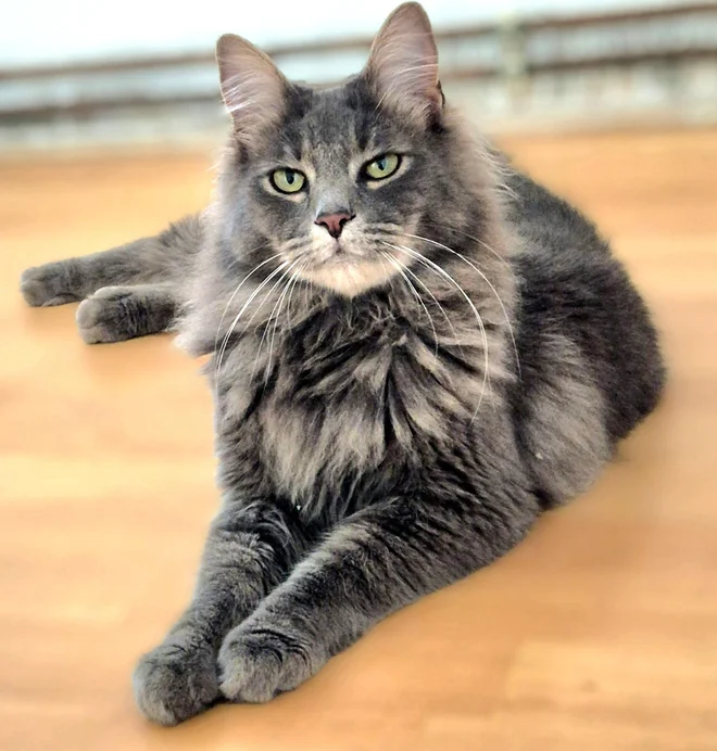 Loki Foto Emira Hadžić