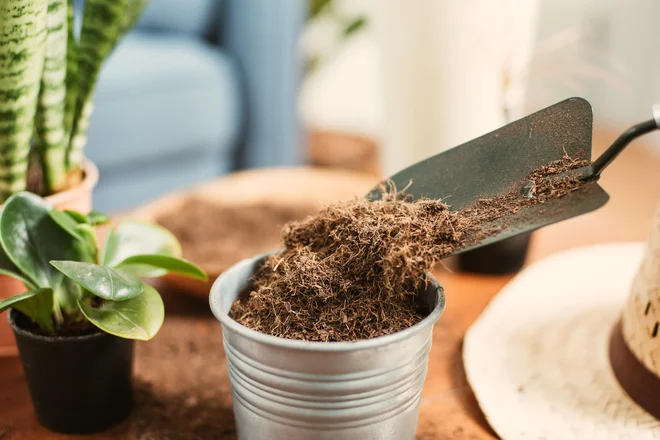 Kokosova vlakna v zadnjih letih postajajo vse bolj priljubljena izbira. Foto Nor Gal/Shutterstock