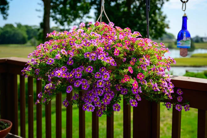 Petunije lahko krasijo tudi viseče košare. Foto Nayadadara/Shutterstock