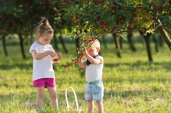 Prve češnje, ki dozorijo konec maja, navadno niso črvive.
Foto: Fotokostic/Shutterstock