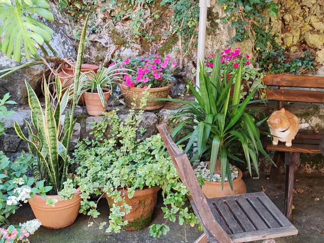 Cvetlično oazo si lahko vzgojite tudi v loncih ob robu terase. Foto Plantella