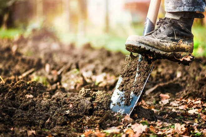 Tal ne obdelujemo, če se zemlja oprijema orodja.  Foto Krasula/Shutterstock