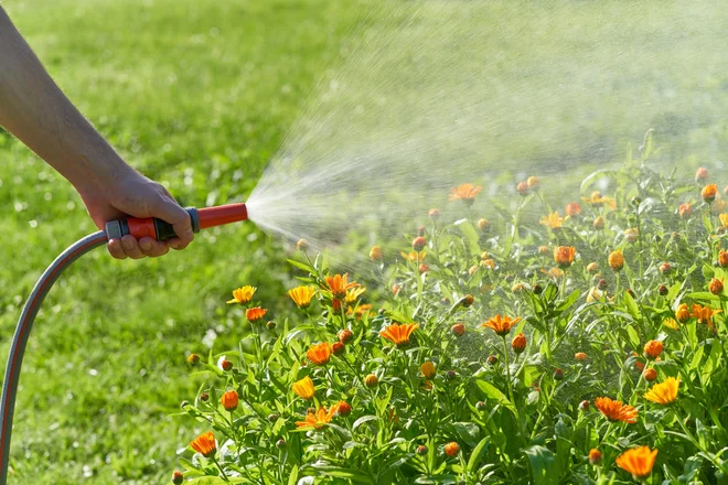 Ognjič polivamo po listih, da preprečimo pepelasto plesen. Foto Nata Bene/Shutterstock