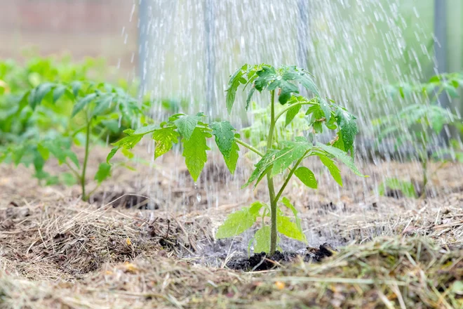 Zalivamo tla ob rastlini, ne po listih. Foto Ja Crispy/Shutterstock