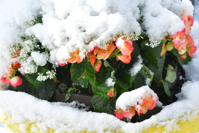 Begonije so med sezonskimi cveticami, ki jih mraz najbolj prizadene. Resda letos ni pričakovati ne pozbe ne snega, a vedno velja z njimi počakati na ustaljene majske temperature. Foto: Greenseas/Shutterstock