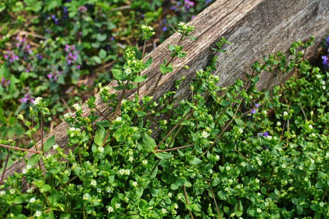 Kurja črevca naredijo pravo blazinico. Res hitro rastejo. Foto: Weha/Shutterstock