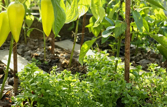 V sušnem poletju uberite pri pletju srednjo pot, saj kurja črevca ohranjajo vlago v tleh. Foto: Iva/Shutterstock