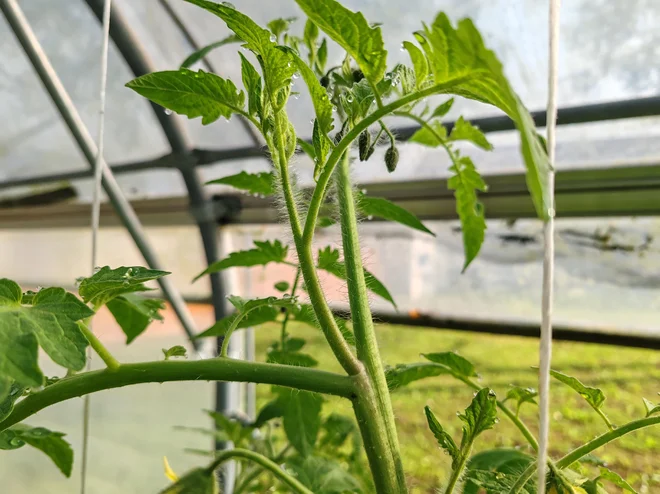 Poletni ne pozabimo na odstranjevanje zalistnikov, da se ohrani zračnost. Foto Plantella