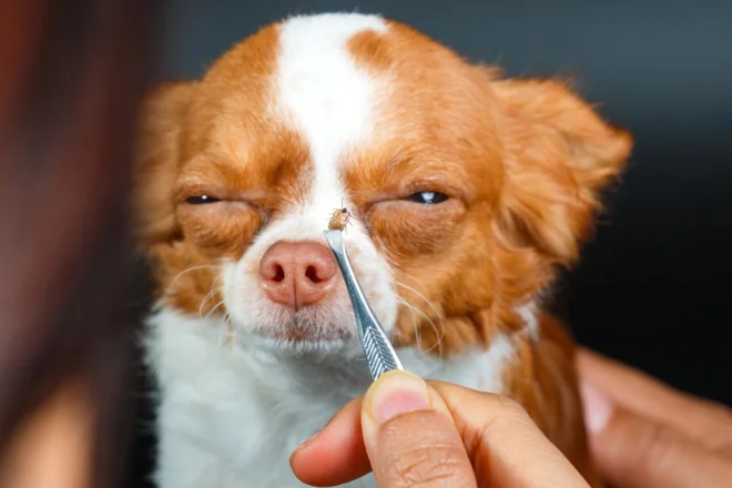 Klopa je treba odstraniti čim prej – najbolje s pinceto. Foto Wanida Tubtawee//Shutterstock
