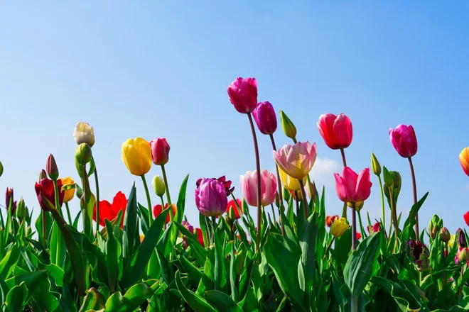 Cvetenje tulipanov je odvisno tudi od tega, kako globoko posadimo čebulice. Foto: InFocus.ee/Shutterstock 