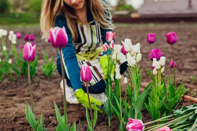 Tulipani za uspešno cvetenje potrebujejo najmanj šest ur neposredne sončne svetlobe dnevno. Foto Mariia Boiko//Shutterstock