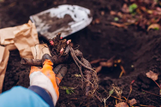Svetli brsti  na koreninah morajo ob sajenju ostati le 3 ali 4 cm pod zemljo.

Foto Mariia Boiko/Shutterstock