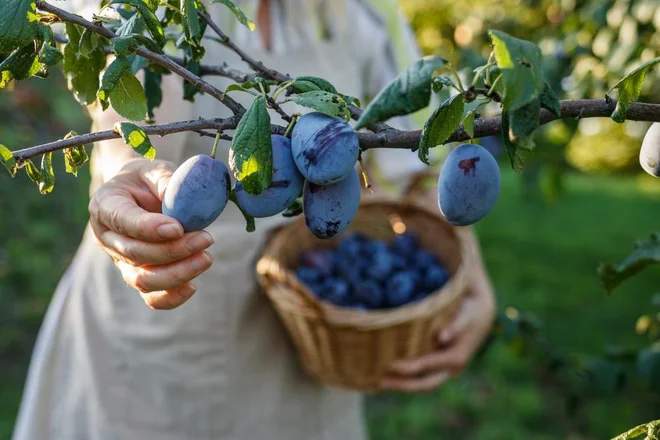 Mlada drevesa potrebujejo precej več nege kot starejša drevesa. Foto Encierro/Shutterstock