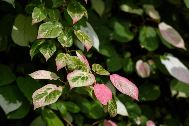 Sibirski kivi Foto Flower_garden/Shutterstock