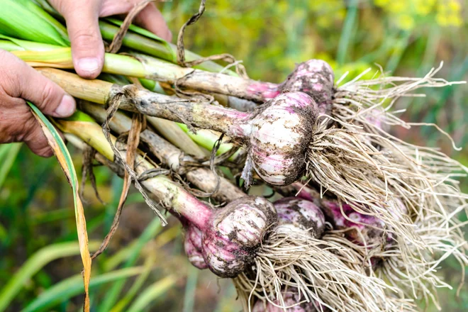 Česen poberemo, ko sta dve tretjini rastline še zeleni. Foto: Alicja Neumiler/Shutterstock