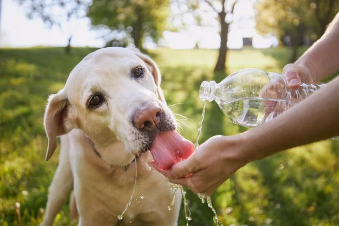 Da kužku ne bo vroče, velja tako delovati predvsem preventivno.  Foto: Jaromir Chalabala/Shutterstock