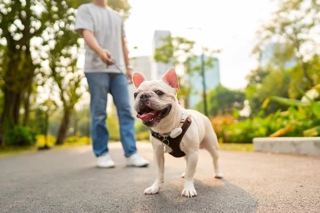 Če ne morete držati dlani na asfaltu več kot 7 sekund, je ta pretopel za pasje tačke. Foto Candyretriever/Shutterstock