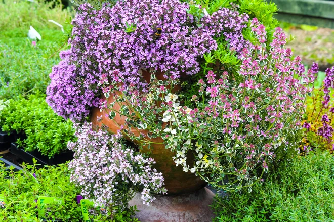 Raznolikost materinih dušic, posajenih v posodi. Foto: Julietphotography/Shutterstock