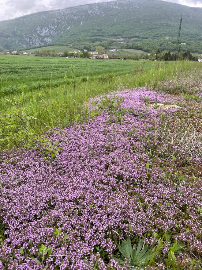 Takole je cvetela materina dušica prvega maja v Vipavski dolini, takoj za bankino prometne ceste Vogrsko–Ozeljan. Foto: J. B.