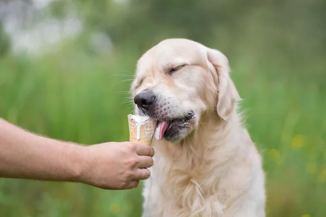 Kljub temu, da se morda zdi le nedolžna poslastica, veterinarji opozarjajo, da sladoled za ljudi ni najboljša izbira za pasje prijatelje. Foto Kashaeva Irina/Shutterstock