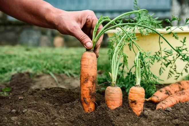 Foto Natallia Ploskaya/Shutterstock