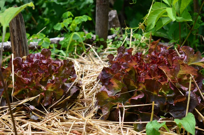 Poskrbimo, da rastline ne trpijo suše. Dovolj zalivamo in tla ohranjamo vlažna s pomočjo zastirke. Foto Jerneja Jošar/